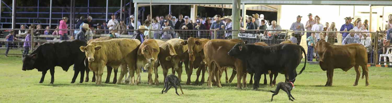 2025 Taroom Show banner