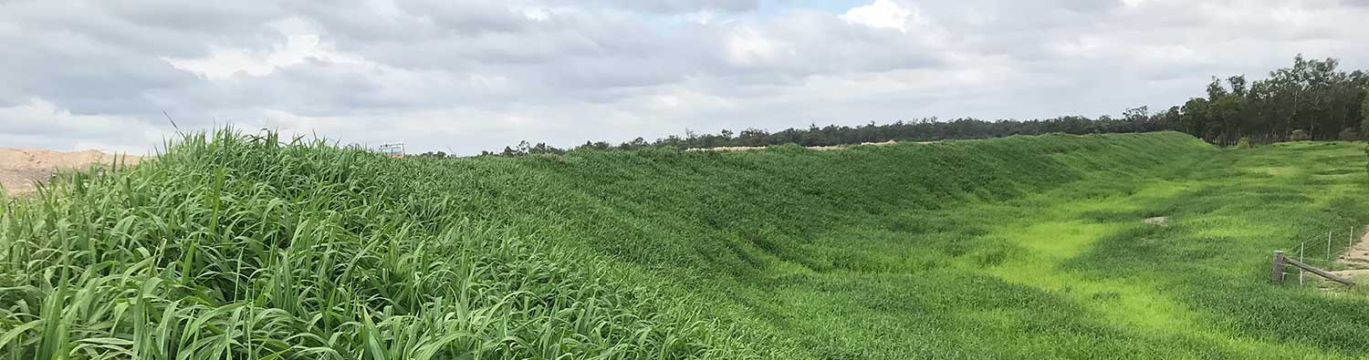 Kogan mine levee revegetation